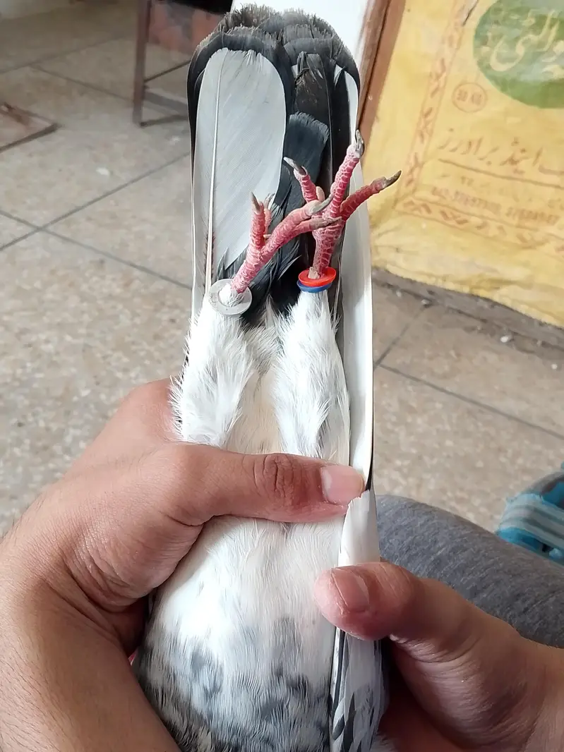 high flyers pigeons  . . . teddy pair and golden female available — photo 8