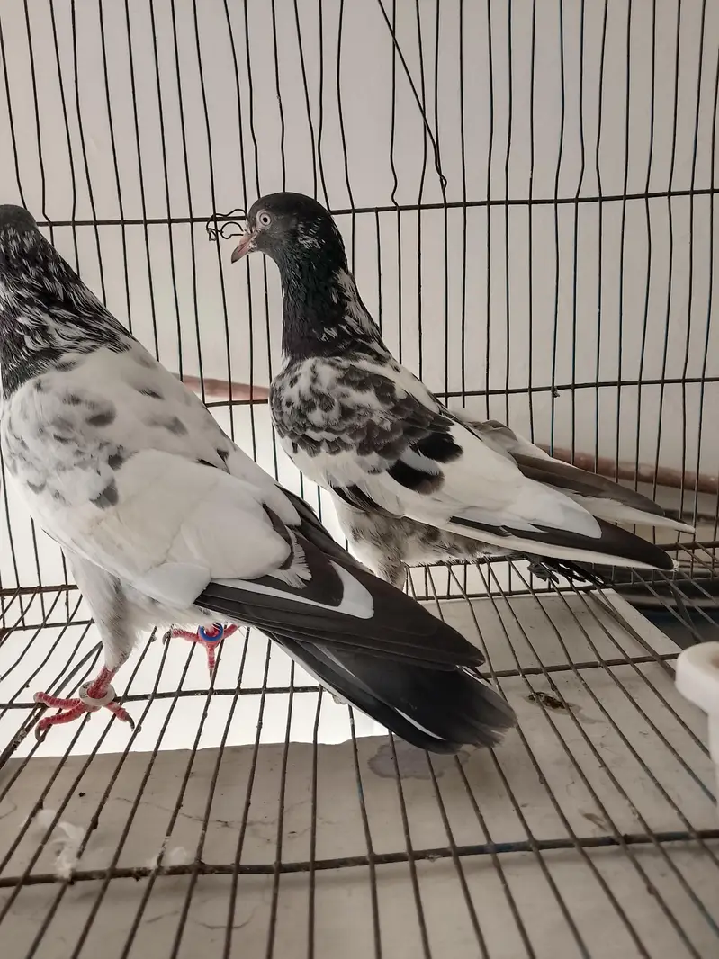 high flyers pigeons  . . . teddy pair and golden female available — photo 9