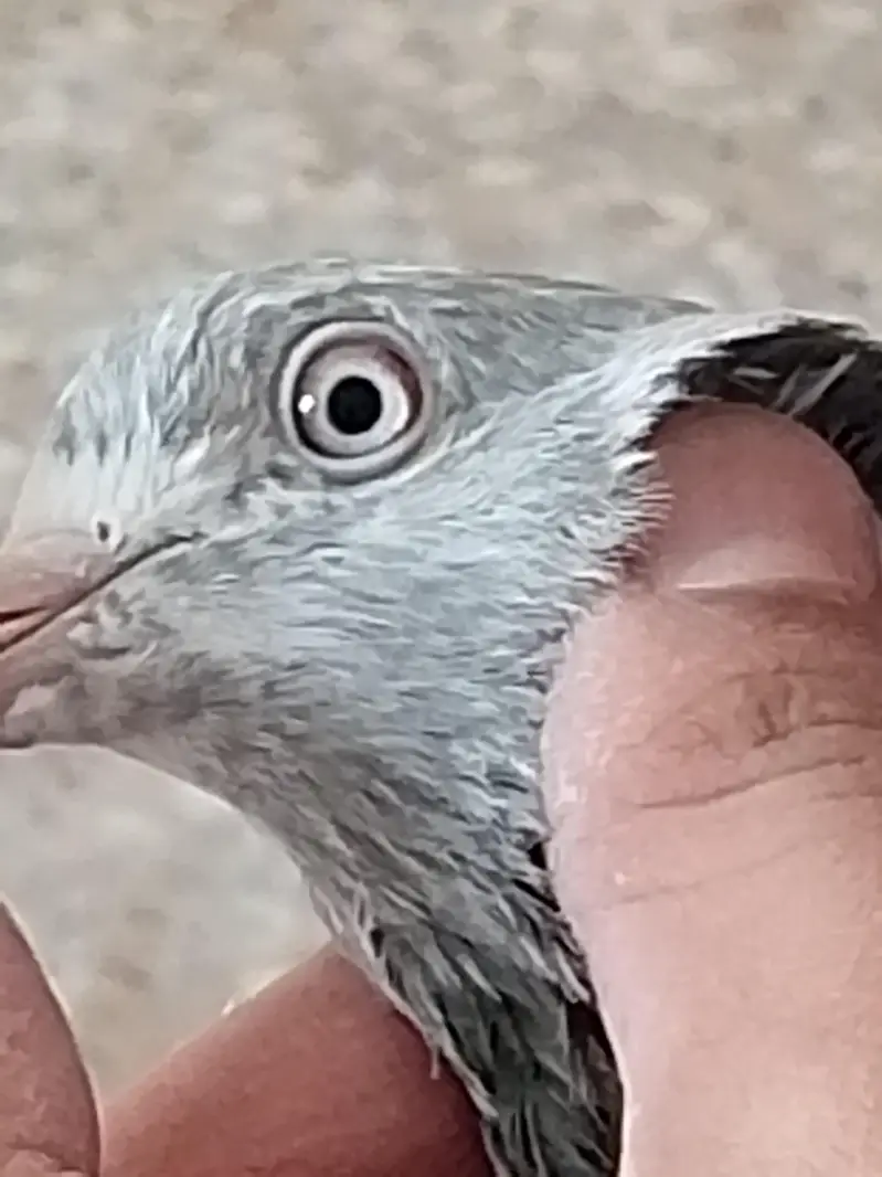 high flyers pigeons  . . . teddy pair and golden female available — photo 10