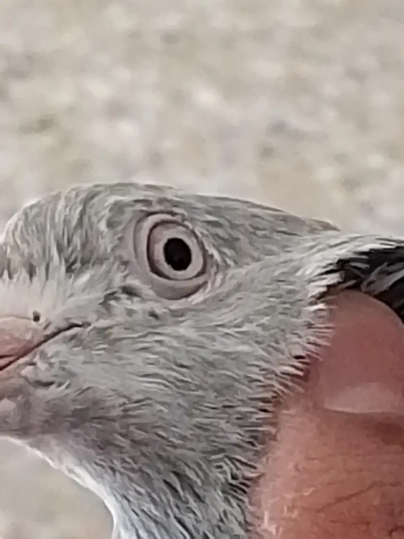 high flyers pigeons  . . . teddy pair and golden female available — photo 11