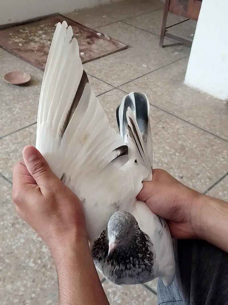 high flyers pigeons  . . . teddy pair and golden female available — photo 12