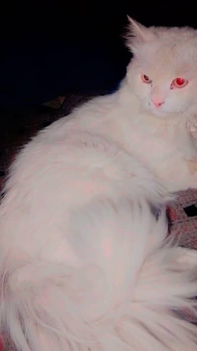 cat for sale