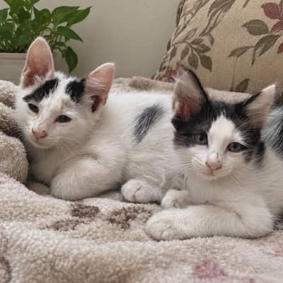 2 months healthy active  playful kittens litter trained