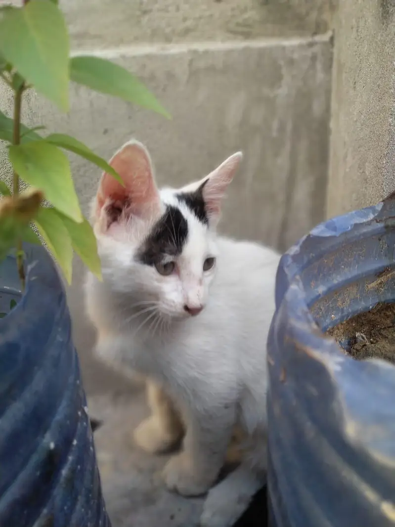 2 months healthy active  playful kittens litter trained — photo 2
