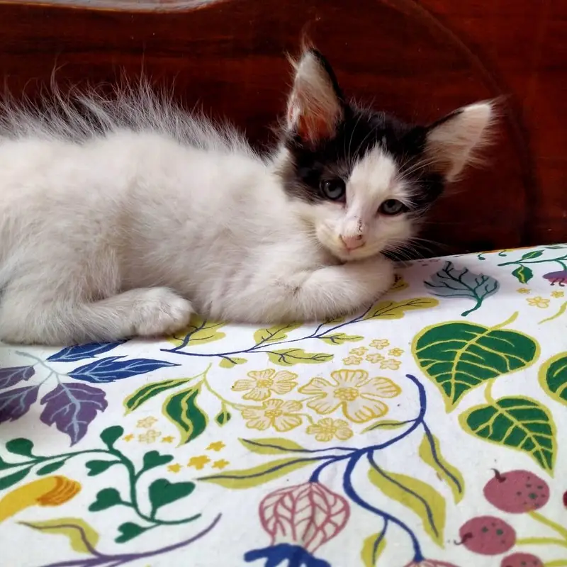 2 months healthy active  playful kittens litter trained — photo 3