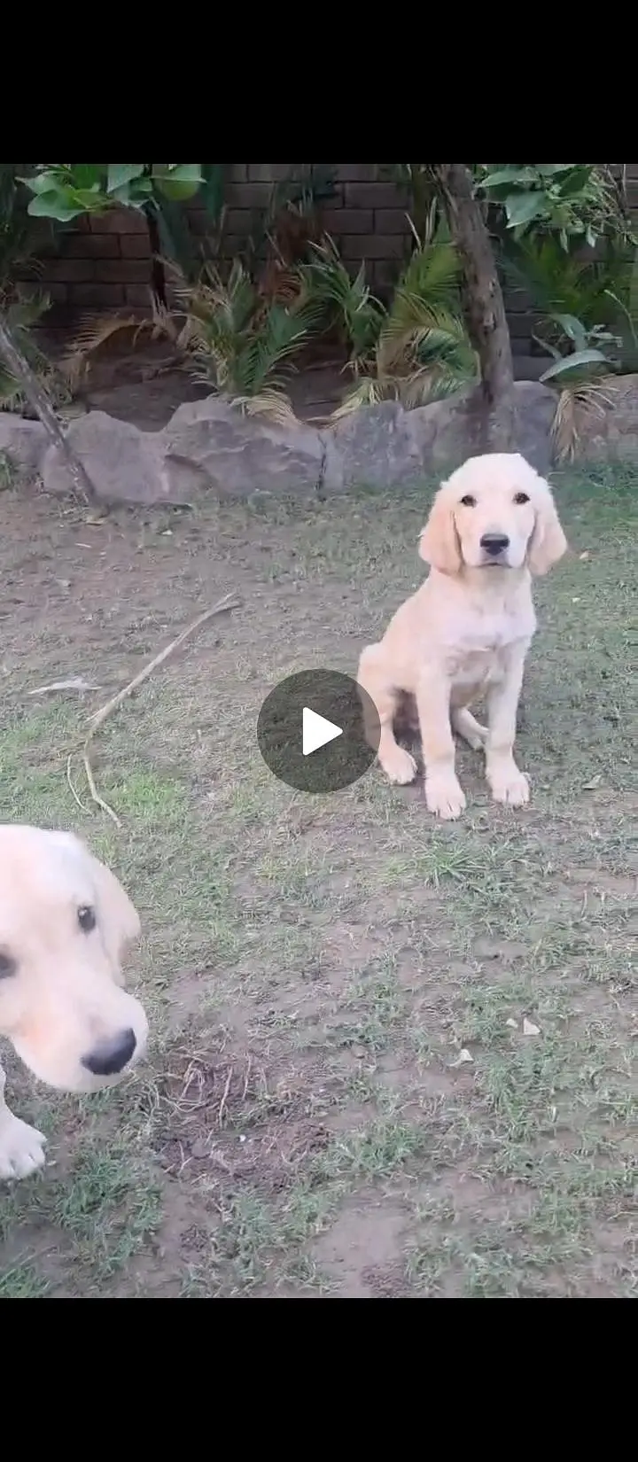 LABRADOR PUPPIES AVAILABLE FOR SALE — photo 2