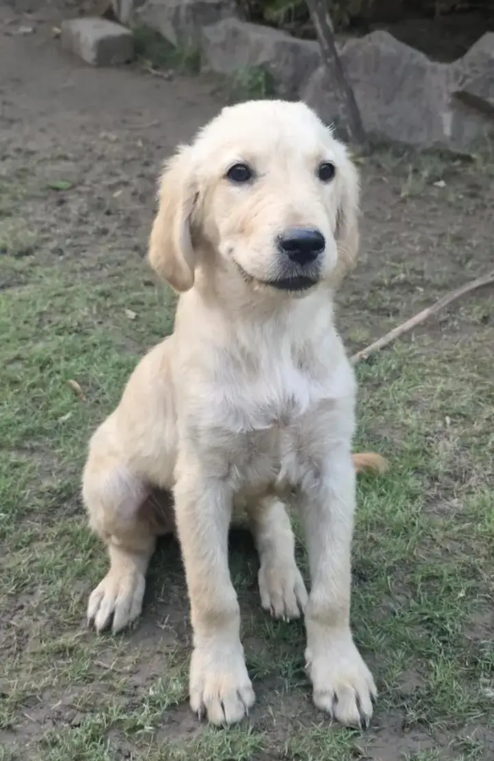 LABRADOR PUPPIES AVAILABLE FOR SALE — photo 3