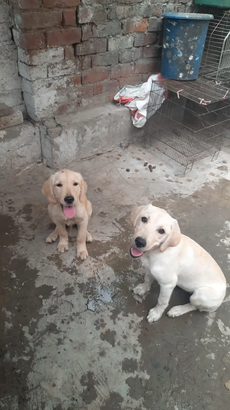 LABRADOR PUPPIES AVAILABLE FOR SALE — photo 4
