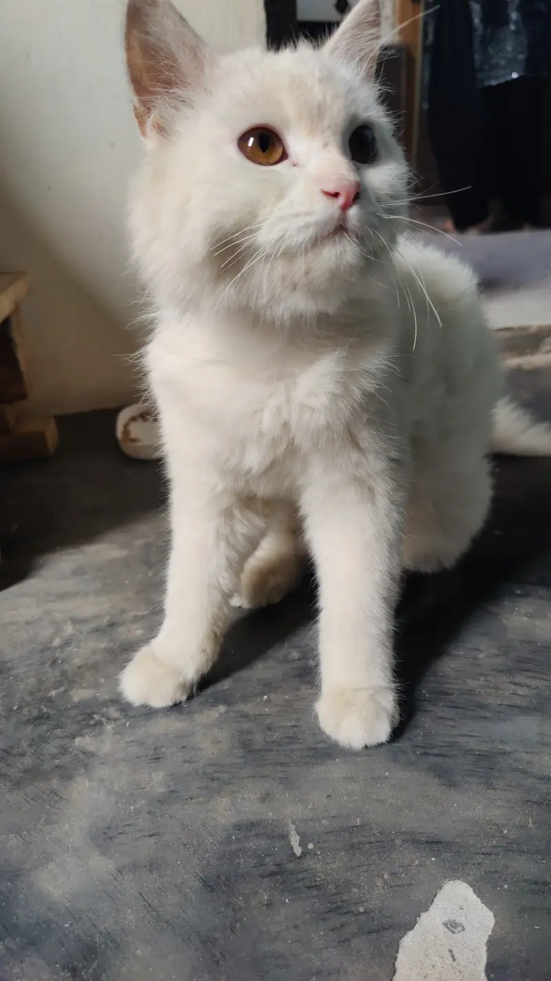 Cat kittan male 5 month — photo 3