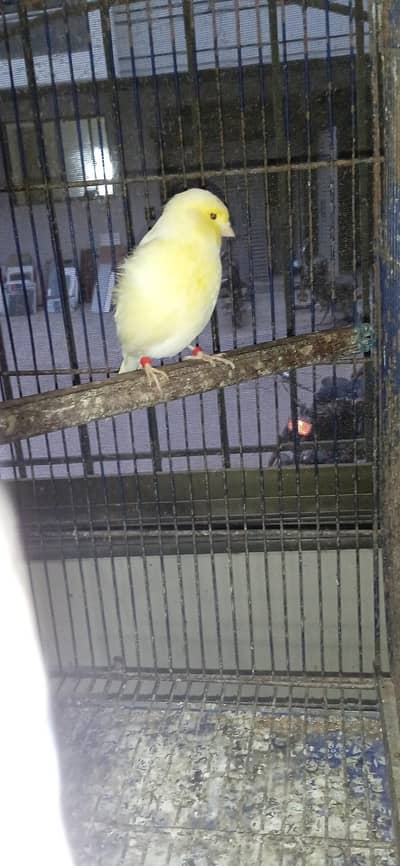 Canaries male and female availible in different mutation s