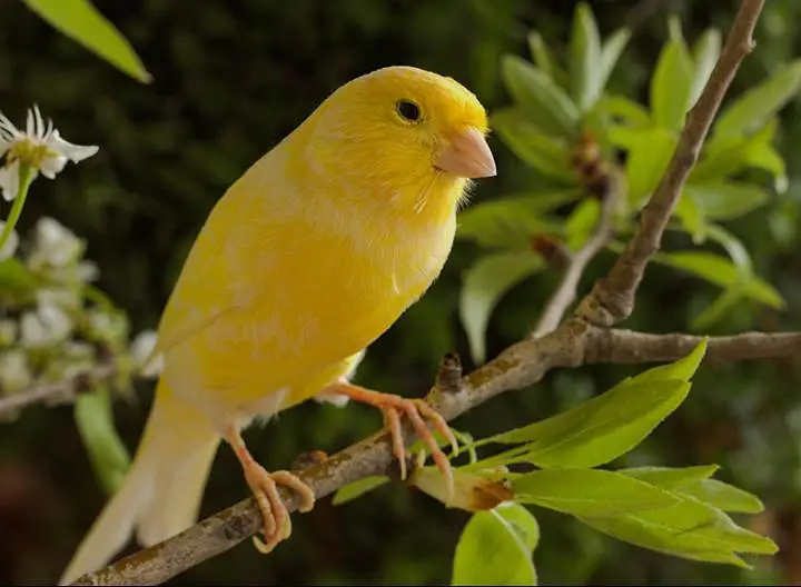 Canaries male and female availible in different mutation s — photo 2