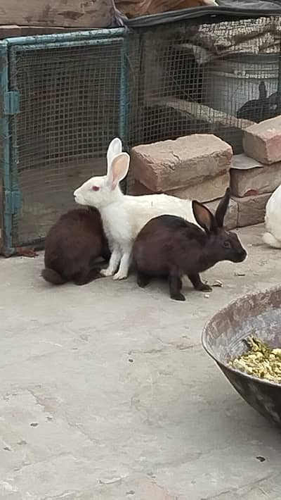 Rabbits Total 7 , pairs Urgent Sale for less price