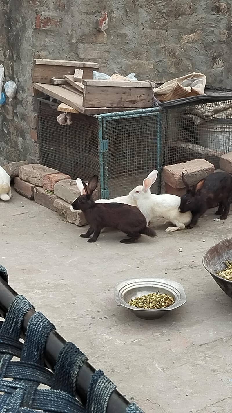 ۔ ٹوٹل7 خرگوش ، فائنل قیمت ساڑھے 8 ہزار 2