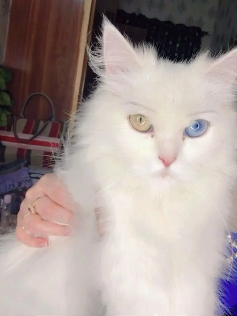 Name bella vaccination card available white colour — photo 5
