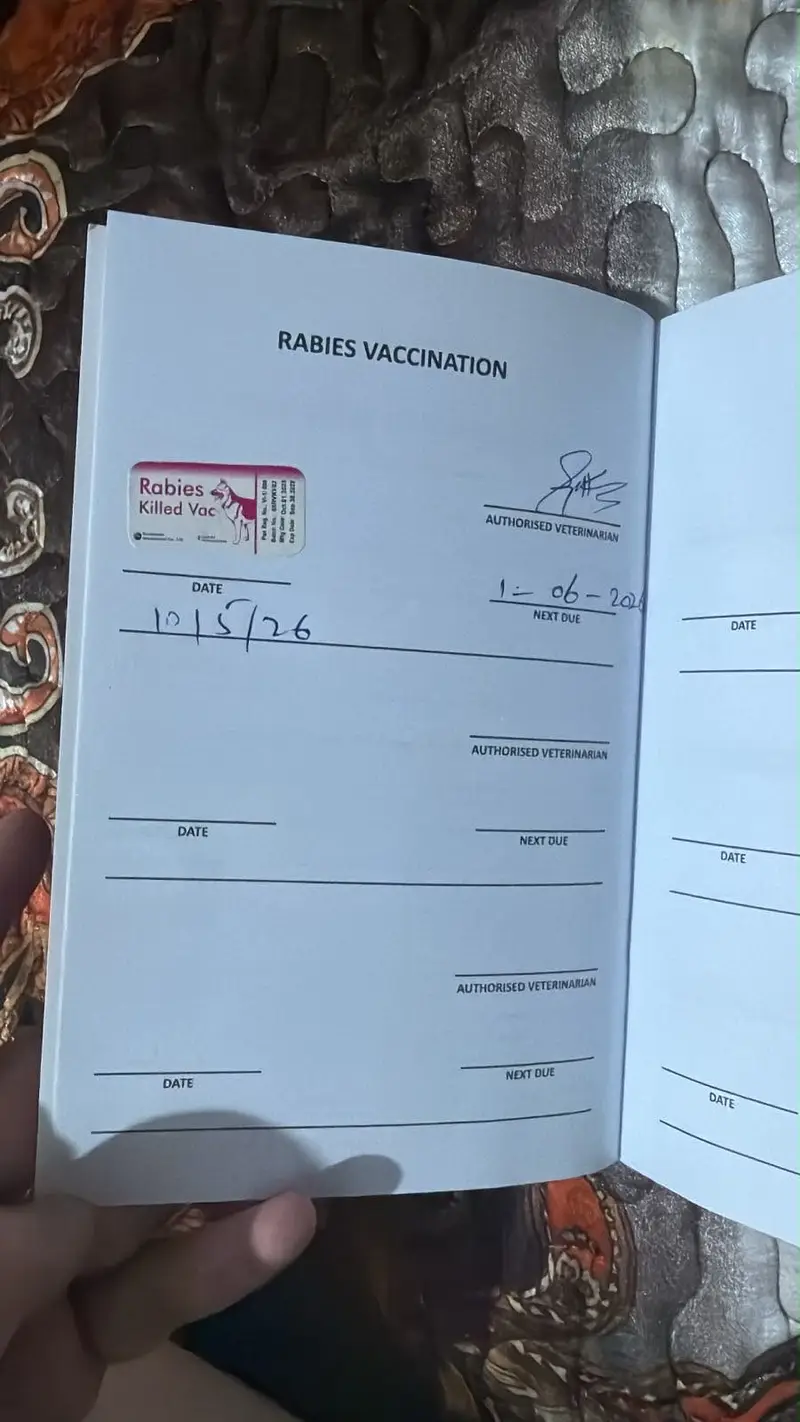 Name bella vaccination card available white colour — photo 7