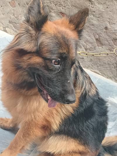 German Shepherd Female