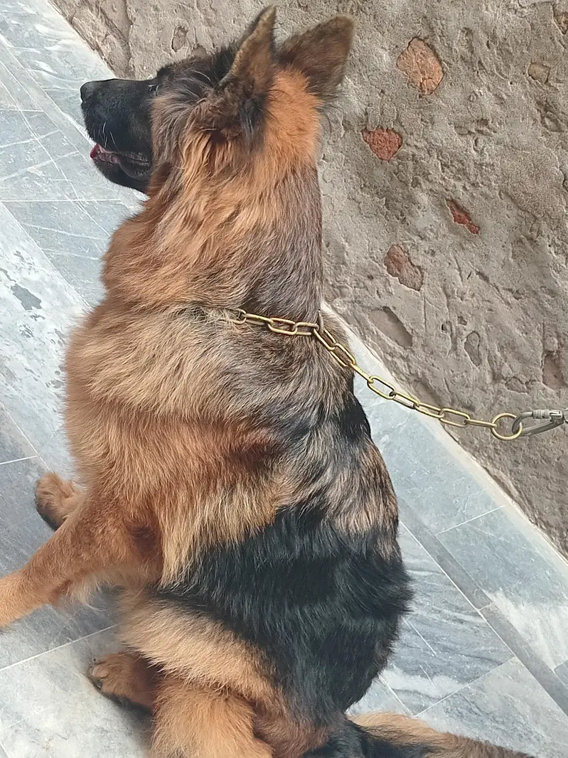 German Shepherd Female — photo 2