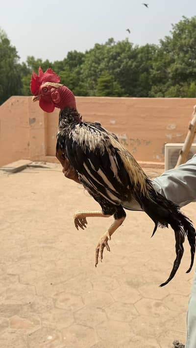 Madagascar Bengum Male Cock – 15 Months Old | Old Bloodline