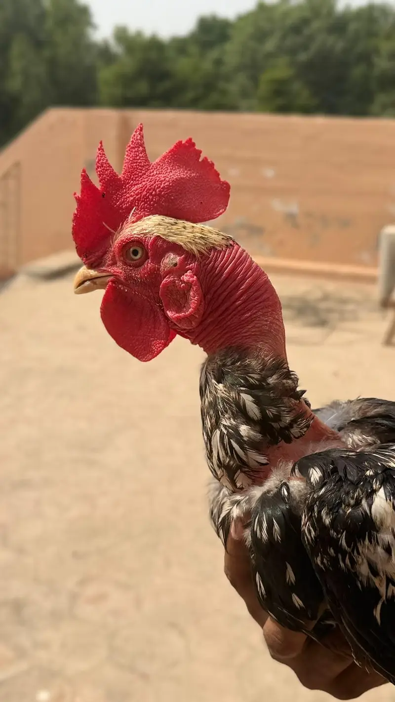 Madagascar Bengum Male Cock – 15 Months Old | Old Bloodline — photo 2