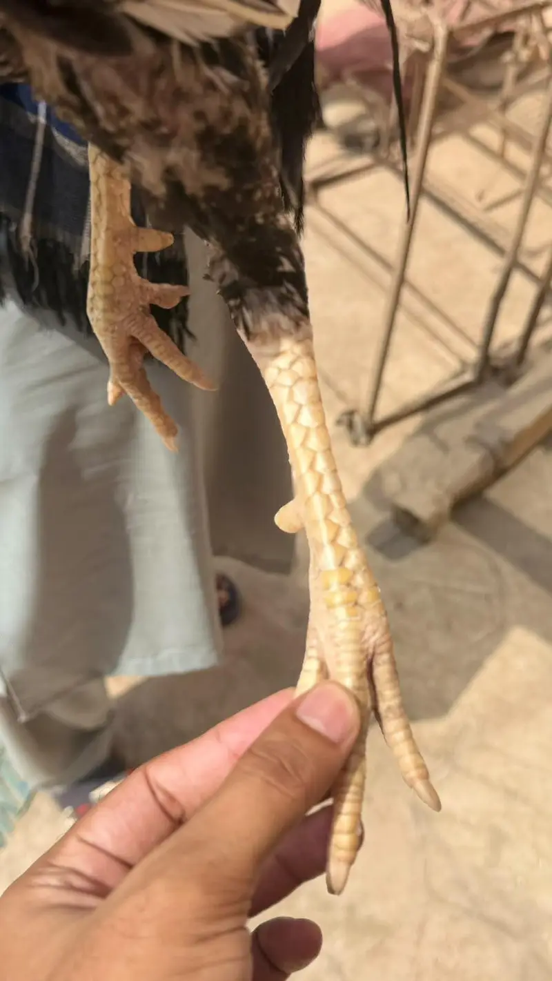 Madagascar Bengum Male Cock – 15 Months Old | Old Bloodline — photo 3