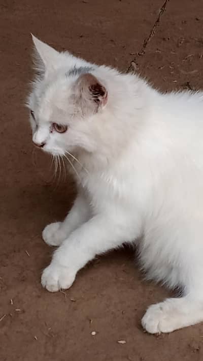 hand tamed white perssian cat