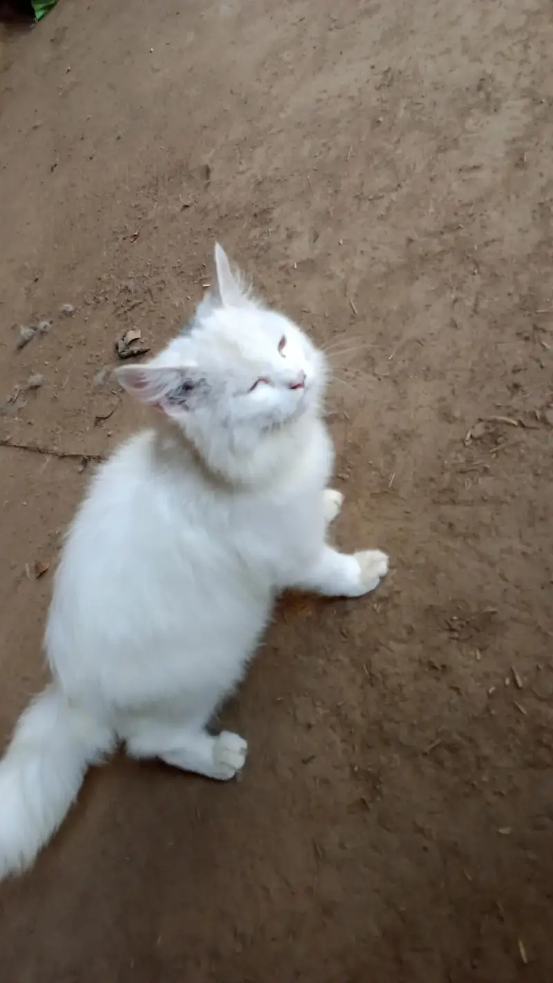 hand tamed white perssian cat — photo 2