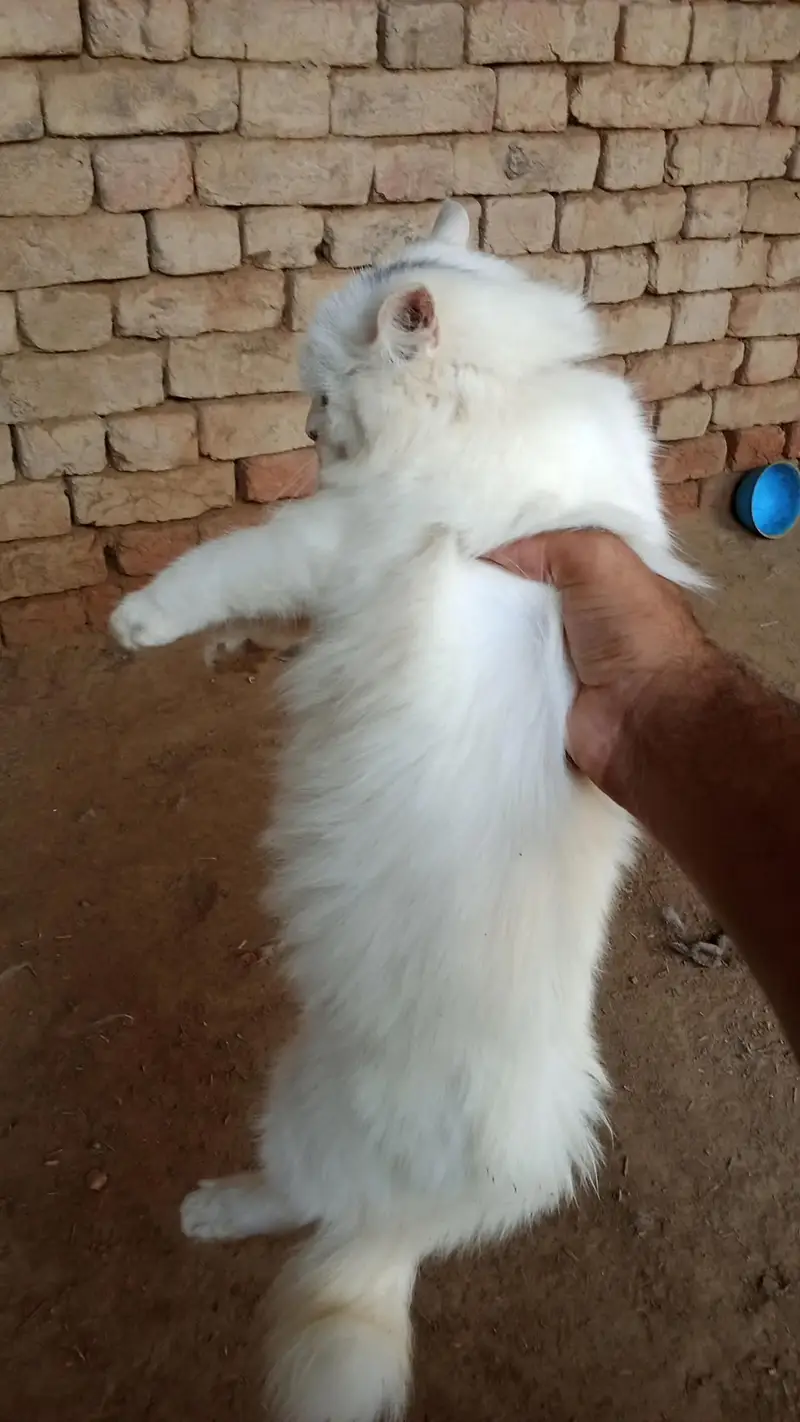 hand tamed white perssian cat — photo 3