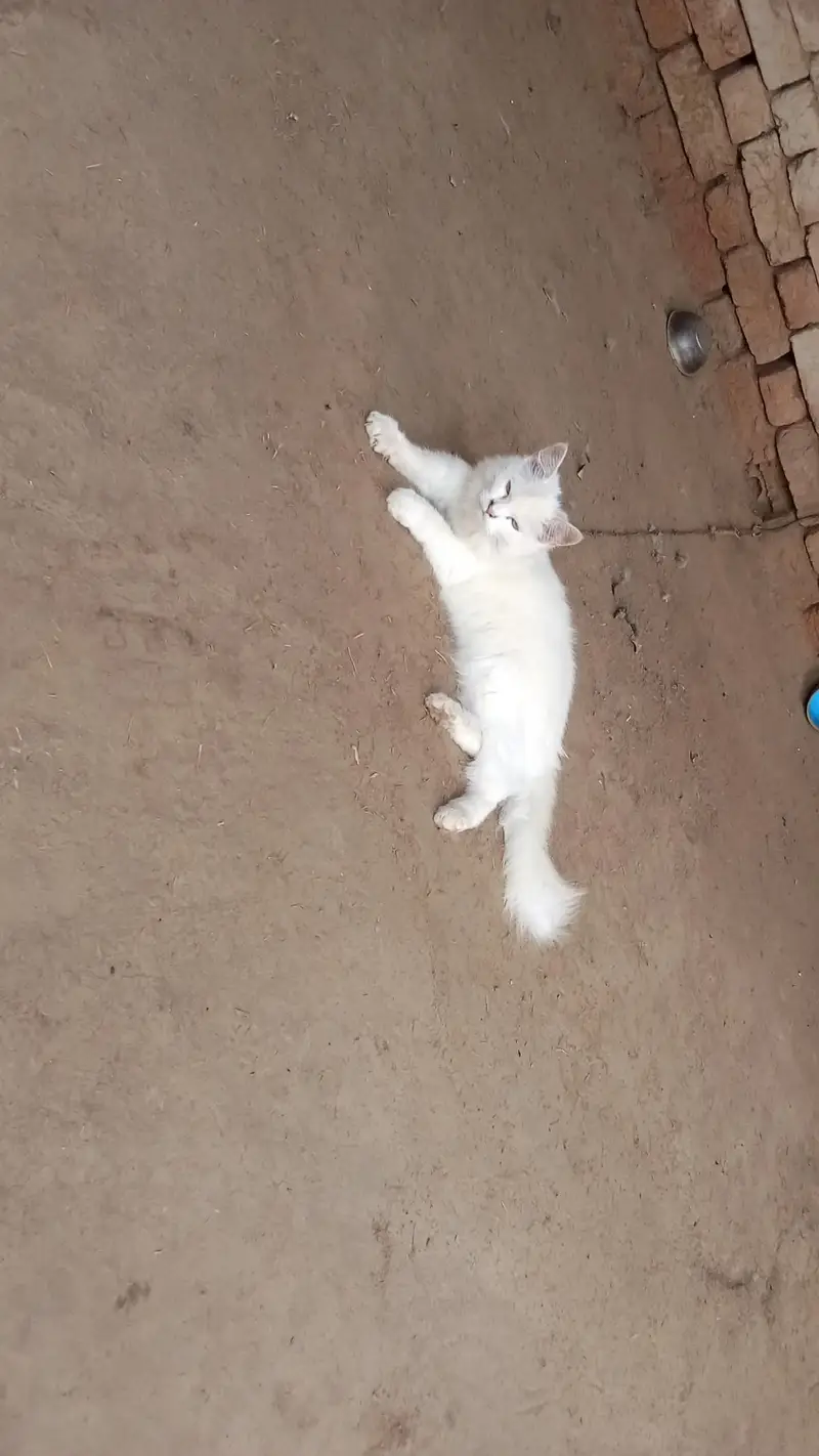 hand tamed white perssian cat — photo 4