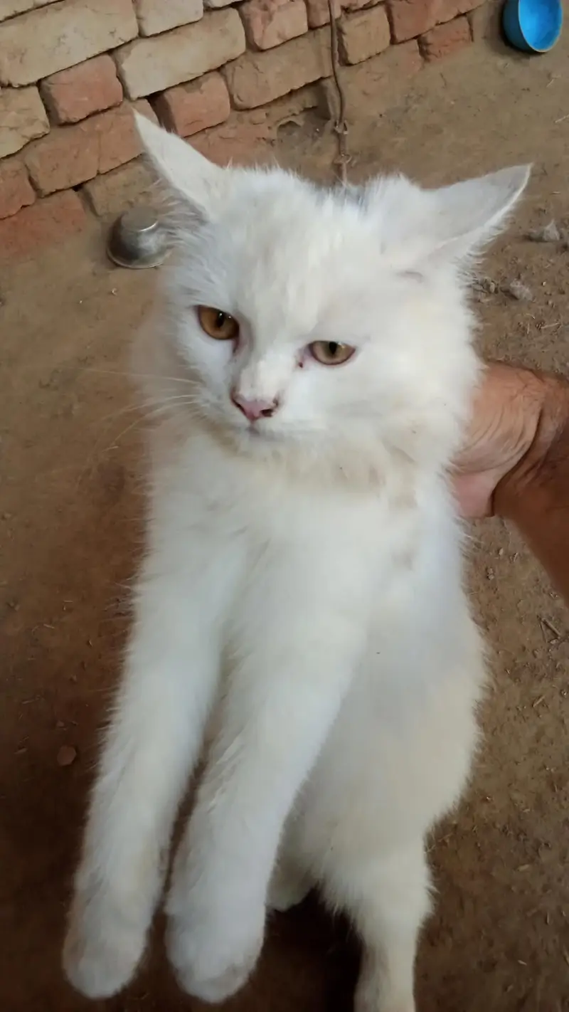 hand tamed white perssian cat — photo 5