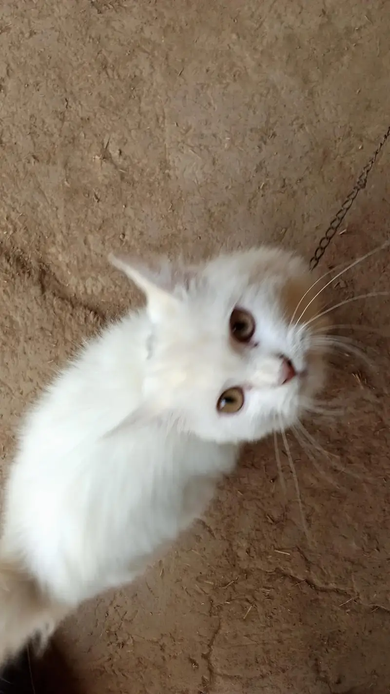 hand tamed white perssian cat — photo 6