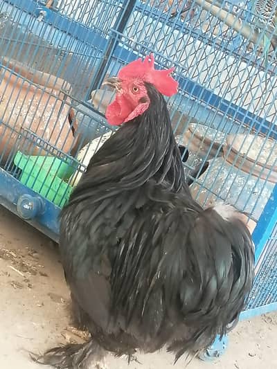 Bantam pair for sale