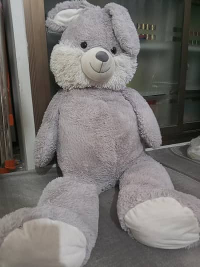 cute grey bunny