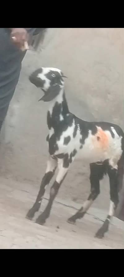 Desi Dani kheeri path sale ek leela hi