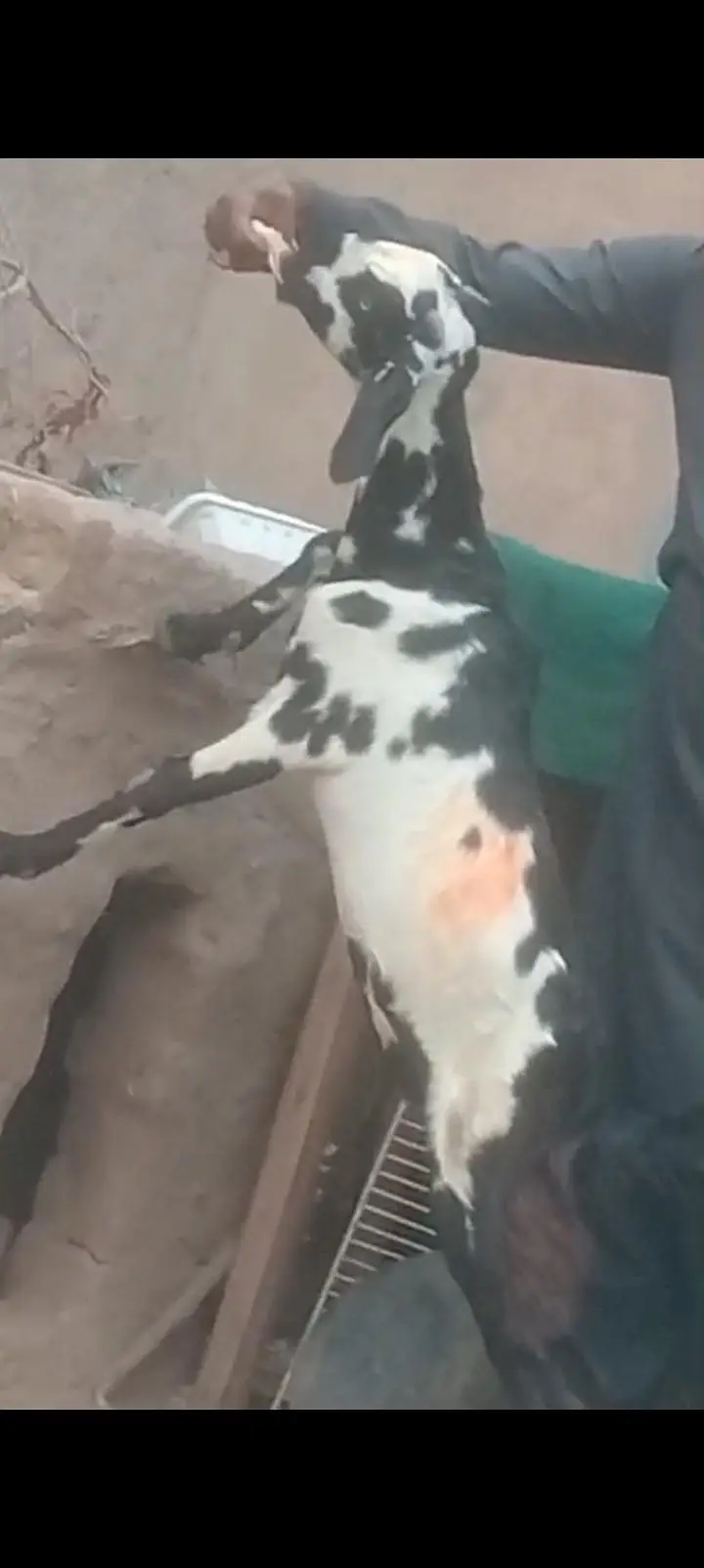 Desi Dani kheeri path sale ek leela hi — photo 2