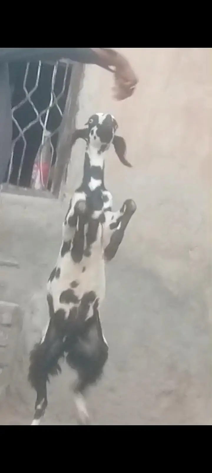 Desi Dani kheeri path sale ek leela hi — photo 3