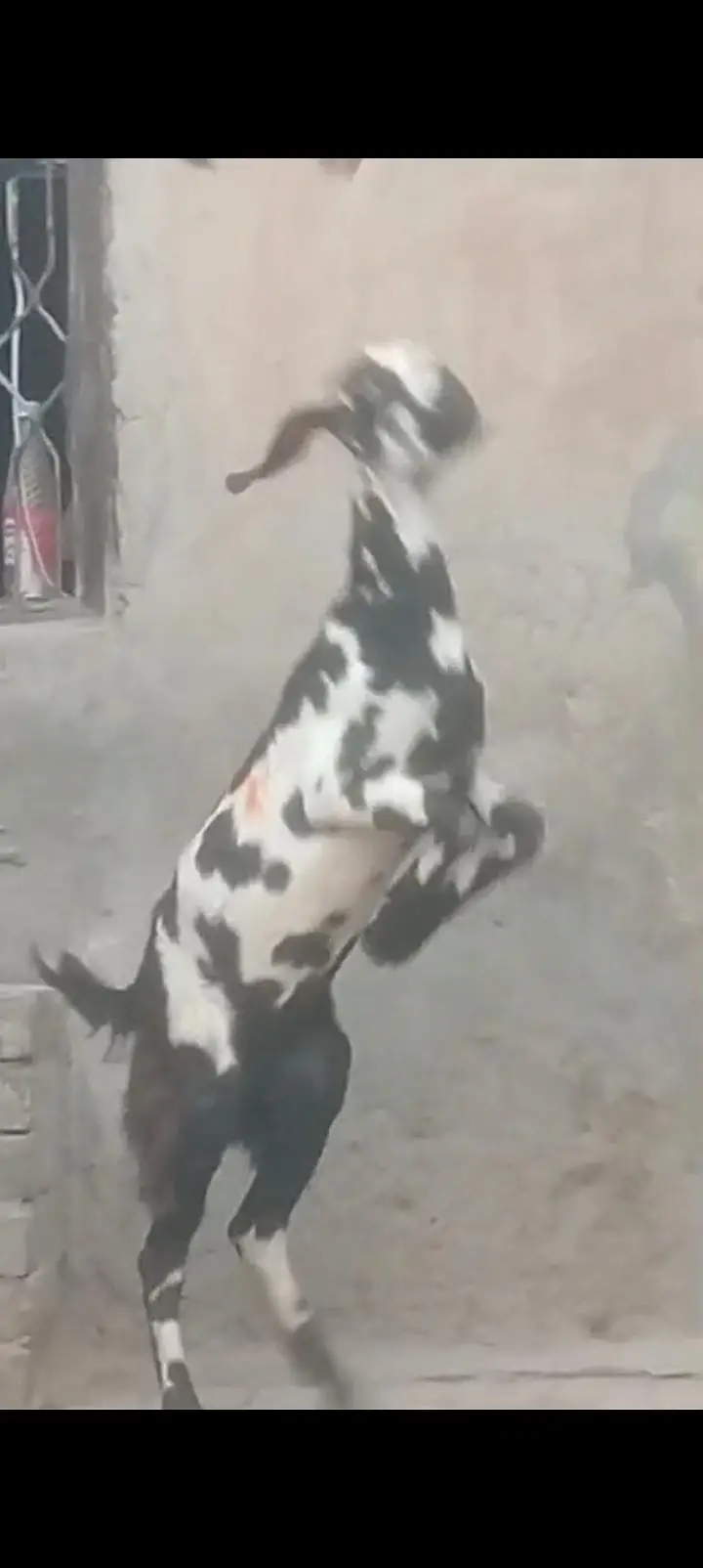 Desi Dani kheeri path sale ek leela hi — photo 4