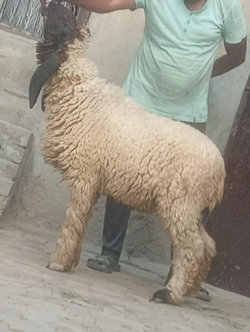 Desi Dani kheeri path sale ek leela hi — photo 6