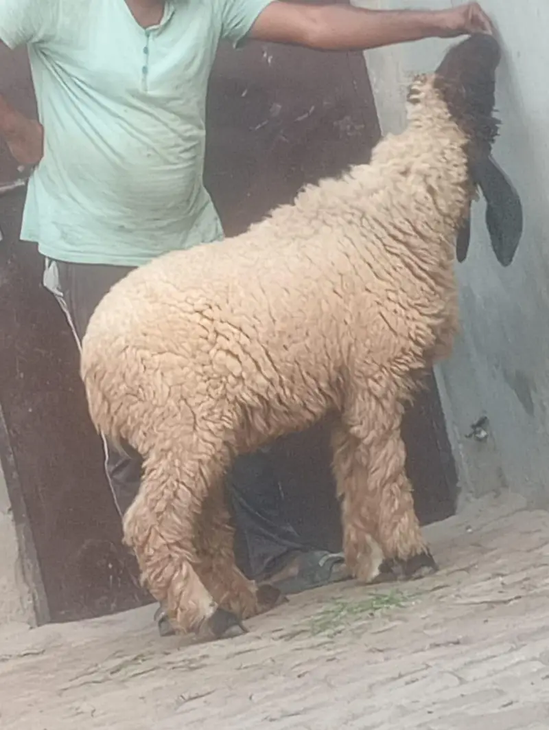 Desi Dani kheeri path sale ek leela hi — photo 8