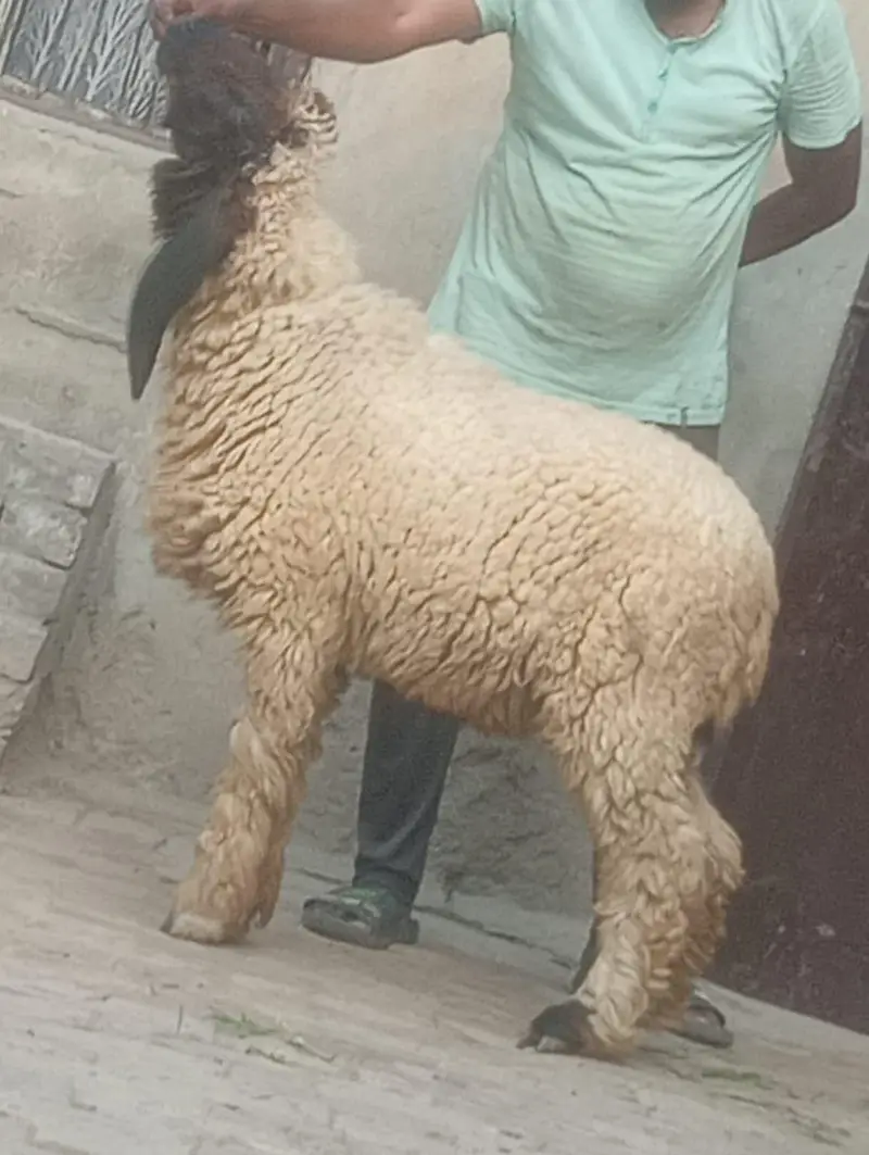Desi Dani kheeri path sale ek leela hi — photo 9