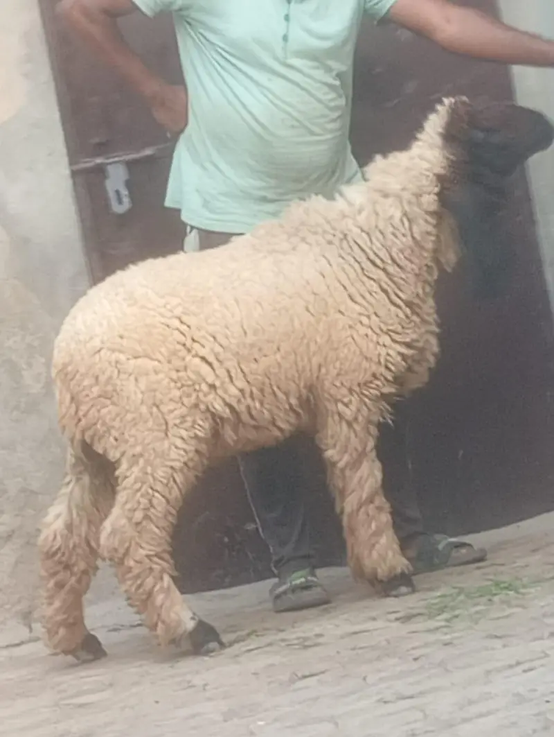 Desi Dani kheeri path sale ek leela hi — photo 10
