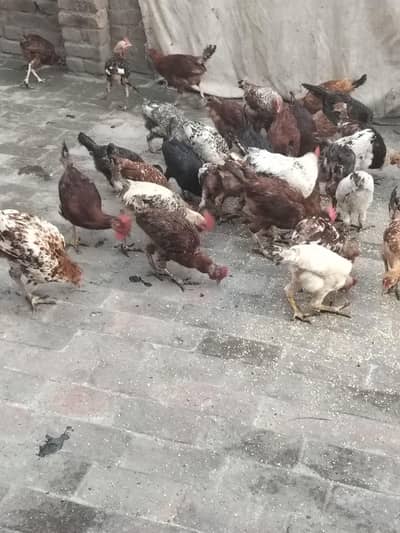 golden Misri hens only for male
