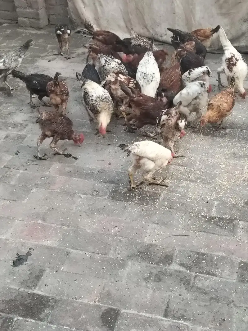 golden Misri hens only for male — photo 2