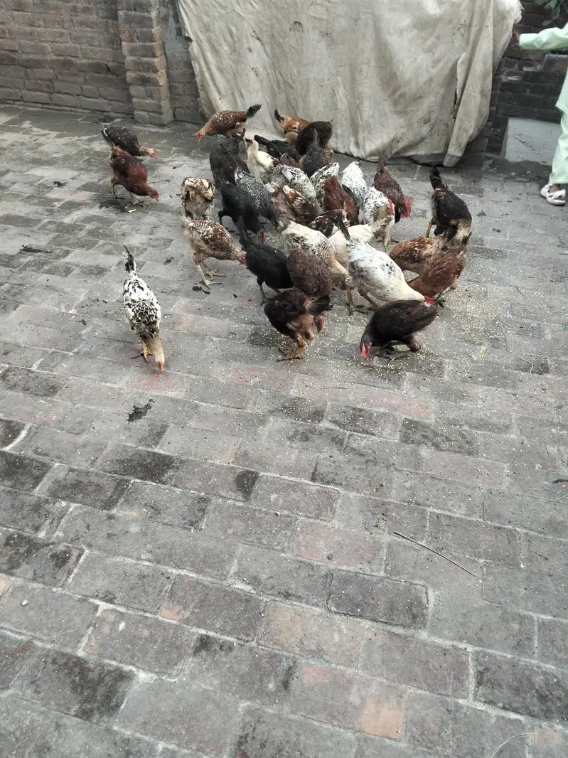 golden Misri hens only for male — photo 3