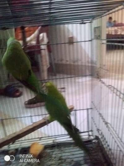 Raw parrot pair for sale