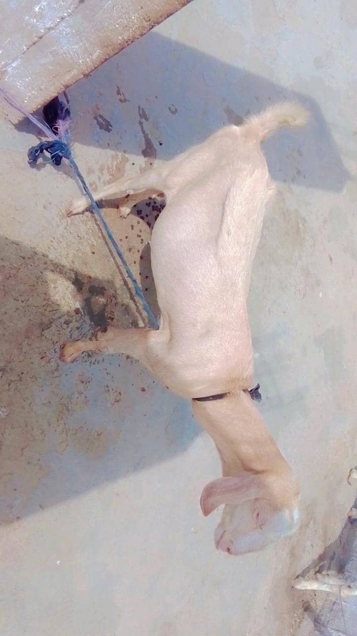 tadde 0