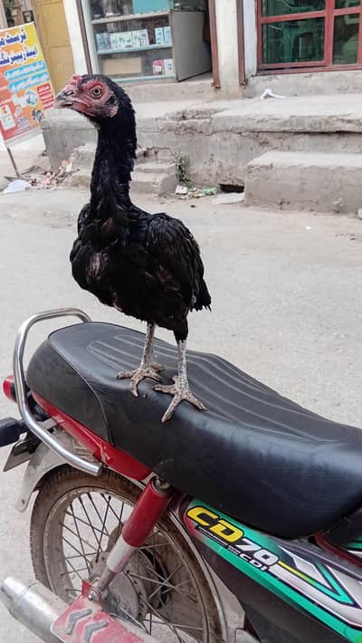 amrohi aseel