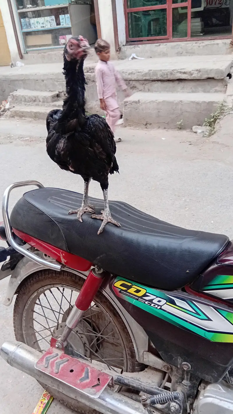 amrohi aseel — photo 2