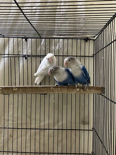 Commercial Lovebirds