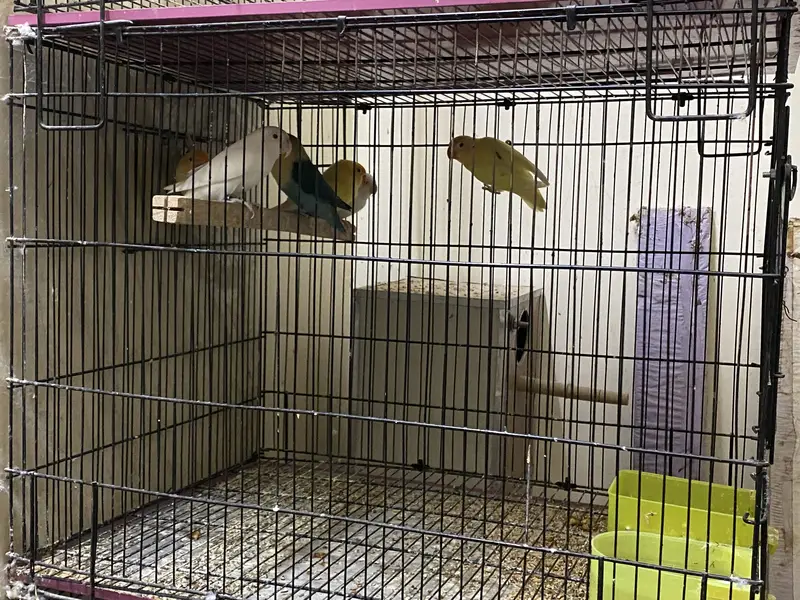 Commercial Lovebirds — photo 2