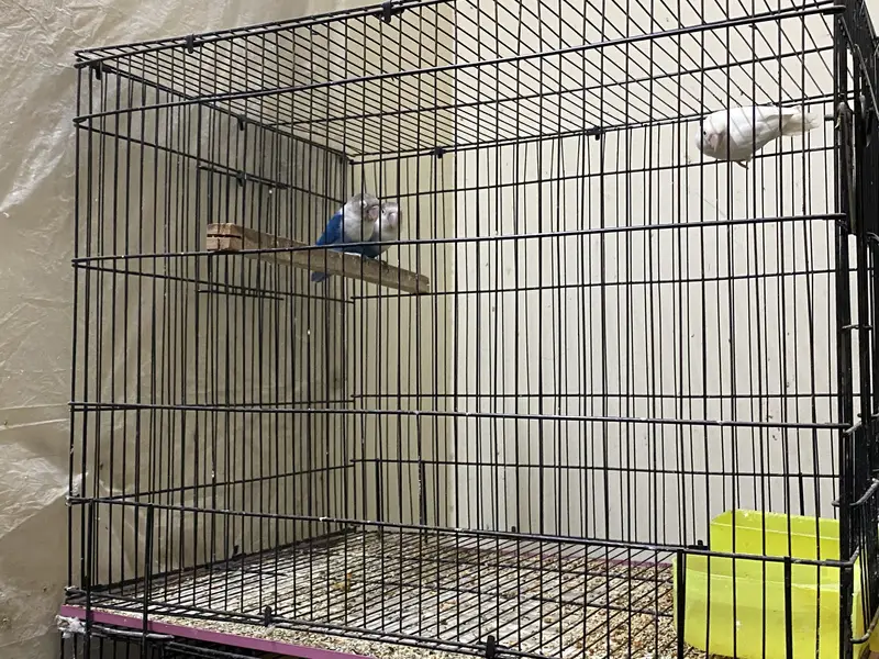 Commercial Lovebirds — photo 3